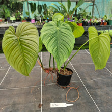 Load image into Gallery viewer, #896 Philodendron Tenue x Plowmanii