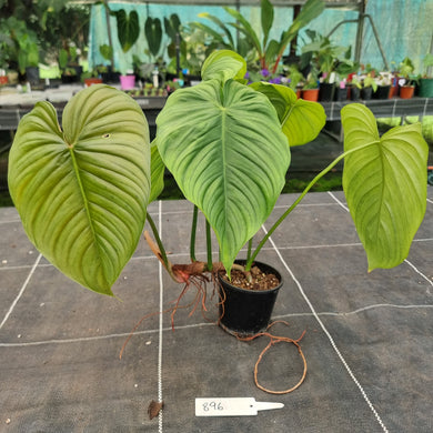 #896 Philodendron Tenue x Plowmanii