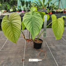 Load image into Gallery viewer, #896 Philodendron Tenue x Plowmanii