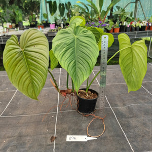 #896 Philodendron Tenue x Plowmanii