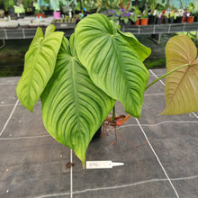 Load image into Gallery viewer, #896 Philodendron Tenue x Plowmanii
