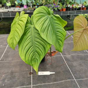 #896 Philodendron Tenue x Plowmanii