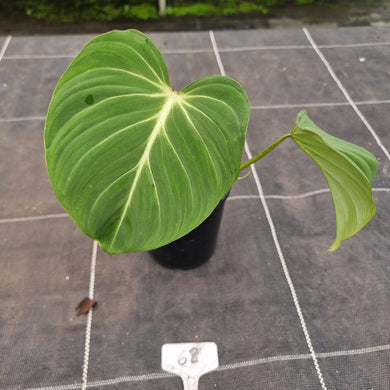 #68 Philodendron Gloriosum