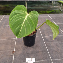 Load image into Gallery viewer, #68 Philodendron Gloriosum
