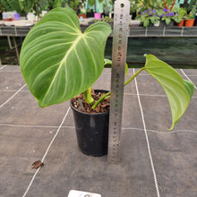 Load image into Gallery viewer, #68 Philodendron Gloriosum