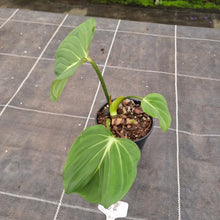Load image into Gallery viewer, #68 Philodendron Gloriosum