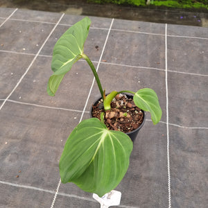 #68 Philodendron Gloriosum