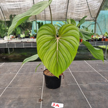 Load image into Gallery viewer, #3A Philodendron Pastazanum x Gloriosum