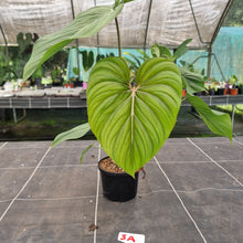 Load image into Gallery viewer, #3A Philodendron Pastazanum x Gloriosum