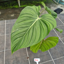 Load image into Gallery viewer, #3A Philodendron Pastazanum x Gloriosum