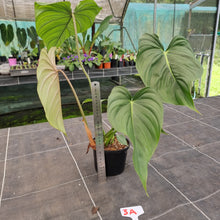 Load image into Gallery viewer, #3A Philodendron Pastazanum x Gloriosum