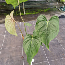 Load image into Gallery viewer, #3A Philodendron Pastazanum x Gloriosum