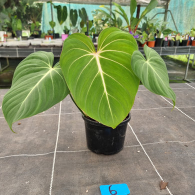 #6 Philodendron Gloriosum
