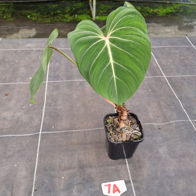 #7A Philodendron Gloriosum
