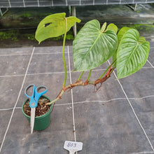 Load image into Gallery viewer, #803 Large Philodendron Sodiroi