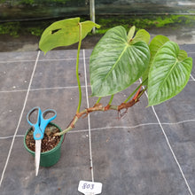 Load image into Gallery viewer, #803 Large Philodendron Sodiroi