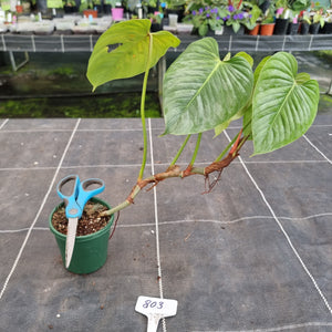 #803 Large Philodendron Sodiroi