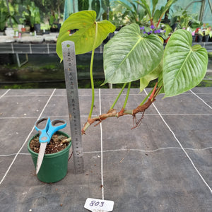 #803 Large Philodendron Sodiroi