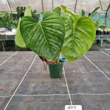 Load image into Gallery viewer, #803 Large Philodendron Sodiroi