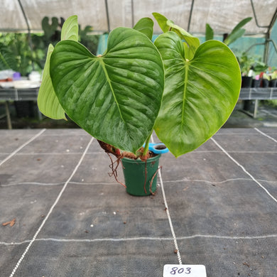 #803 Large Philodendron Sodiroi