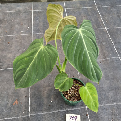 #709 Philodendron Glorious