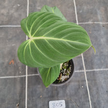 Load image into Gallery viewer, #805 Philodendron Gloriosum