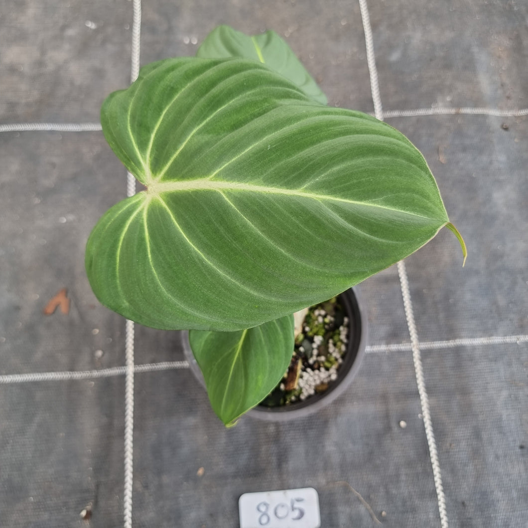 #805 Philodendron Gloriosum
