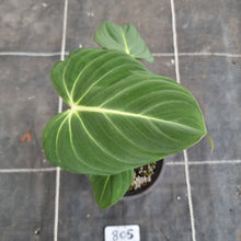 Load image into Gallery viewer, #805 Philodendron Gloriosum
