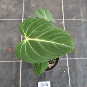 #805 Philodendron Gloriosum