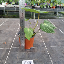 Load image into Gallery viewer, #805 Philodendron Gloriosum