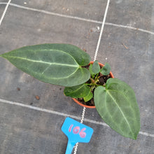 Load image into Gallery viewer, #106 Anthurium NOID