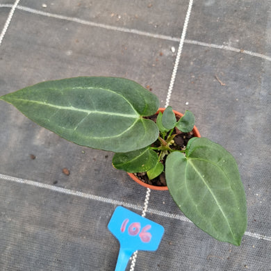#106 Anthurium NOID
