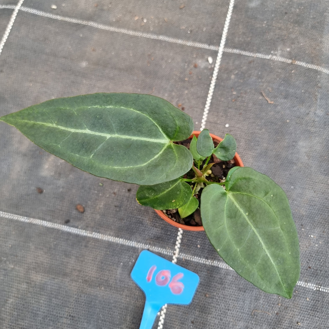 #106 Anthurium NOID