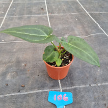 Load image into Gallery viewer, #106 Anthurium NOID