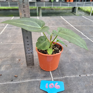 #106 Anthurium NOID