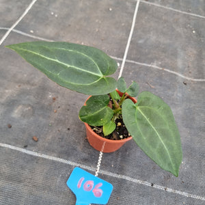 #106 Anthurium NOID