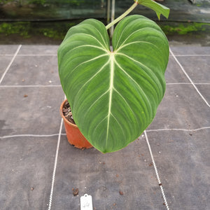 #44 Philodendron Gloriosum