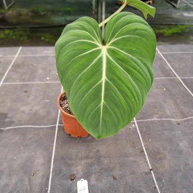 #44 Philodendron Gloriosum