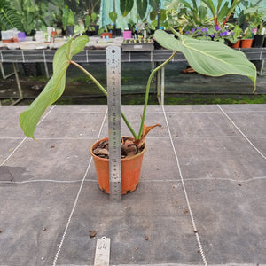 #44 Philodendron Gloriosum