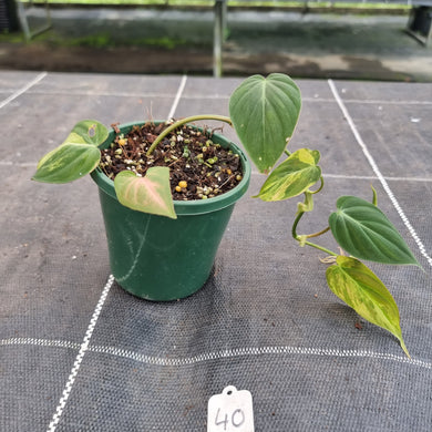 #40 Variegated Philodendron Hederaceum var. Hederaceum (Micans)