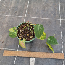 Load image into Gallery viewer, #40 Variegated Philodendron Hederaceum var. Hederaceum (Micans)