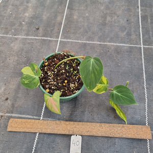 #40 Variegated Philodendron Hederaceum var. Hederaceum (Micans)