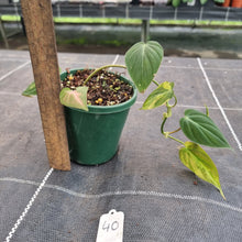 Load image into Gallery viewer, #40 Variegated Philodendron Hederaceum var. Hederaceum (Micans)