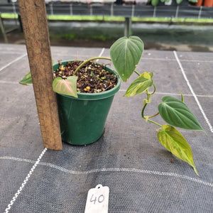 #40 Variegated Philodendron Hederaceum var. Hederaceum (Micans)