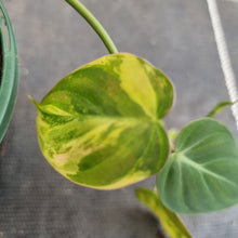 Load image into Gallery viewer, #40 Variegated Philodendron Hederaceum var. Hederaceum (Micans)