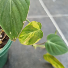 Load image into Gallery viewer, #40 Variegated Philodendron Hederaceum var. Hederaceum (Micans)