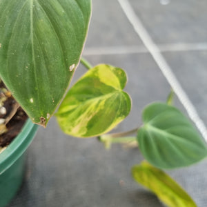 #40 Variegated Philodendron Hederaceum var. Hederaceum (Micans)