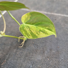 Load image into Gallery viewer, #40 Variegated Philodendron Hederaceum var. Hederaceum (Micans)