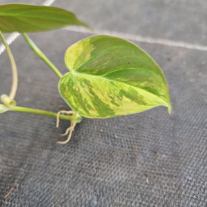 #40 Variegated Philodendron Hederaceum var. Hederaceum (Micans)
