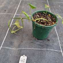 Load image into Gallery viewer, #40 Variegated Philodendron Hederaceum var. Hederaceum (Micans)